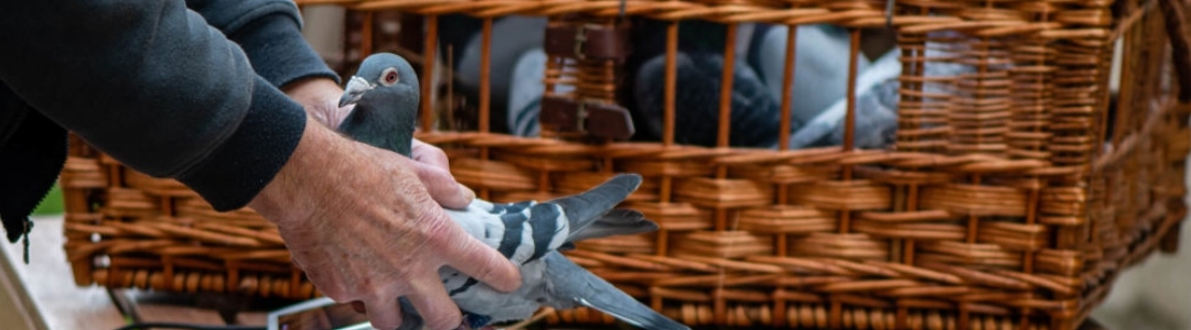 Basketing a Pigeon